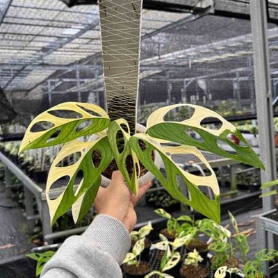 Monstera Adansonii Albo Giant
