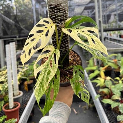 Monstera Laniata Blanchetii Variegated